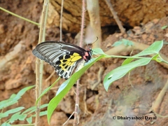 Troides minos
