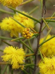 Acacia brownii