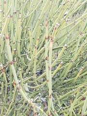 Ephedra viridis