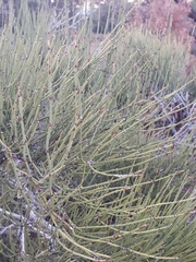 Ephedra viridis
