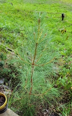 Pinus glabra
