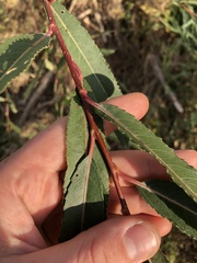 Salix petiolaris