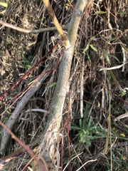 Salix petiolaris
