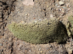 Deuterocohnia
