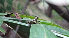 Traulia azureipennis