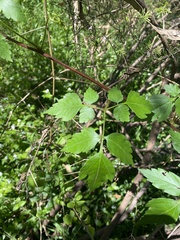 Cardiospermum grandiflorum