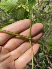 Cardiospermum grandiflorum