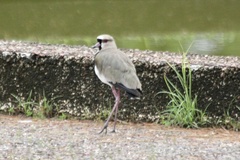 Vanellus chilensis