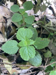 Coleus