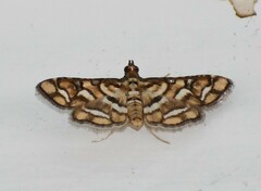 Hileithia magualis