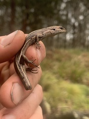 Pseudemoia pagenstecheri