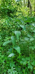 Polygonatum biflorum commutatum