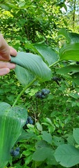 Polygonatum biflorum commutatum