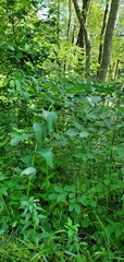Polygonatum biflorum commutatum