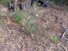Pimelea linifolia linifolia