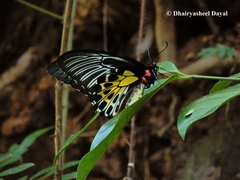 Troides minos