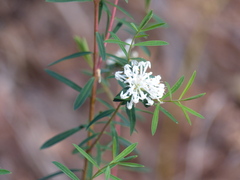 Pimelea linifolia linifolia