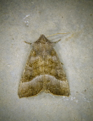 Papaipema eupatorii