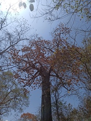 Cavanillesia platanifolia