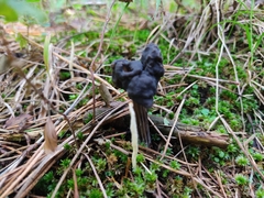 Helvella jocatoi