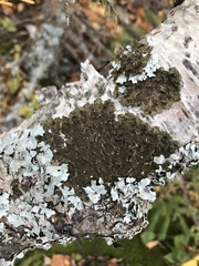 Melanelixia subaurifera