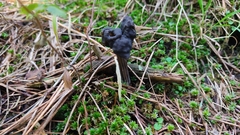 Helvella jocatoi