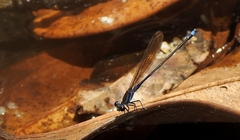 Argia gemella