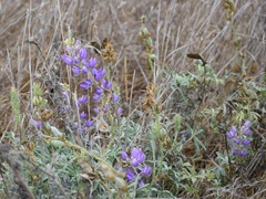 Lupinus formosus