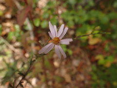 Symphyotrichum laeve concinnum