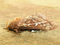 Oxycanus australis