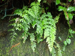 Asplenium pseudolaserpitiifolium