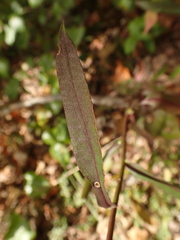Symphyotrichum laeve concinnum