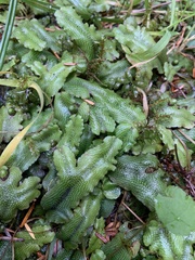 Conocephalum conicum