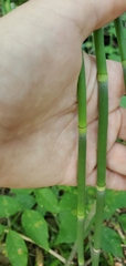 Equisetum laevigatum