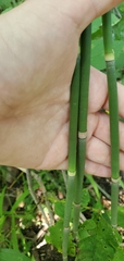Equisetum laevigatum