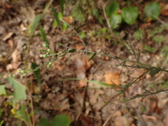 Symphyotrichum laeve concinnum