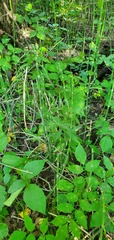 Equisetum laevigatum