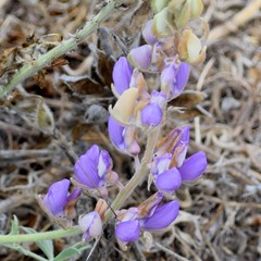 Lupinus formosus