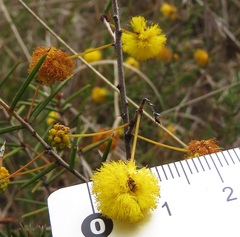 Acacia brownii