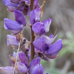 Lupinus formosus