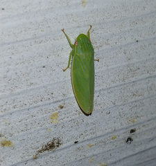 Gyponana
