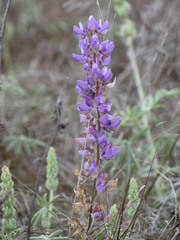 Lupinus formosus