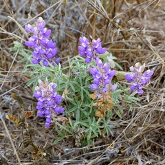 Lupinus formosus