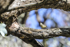 Acanthiza reguloides