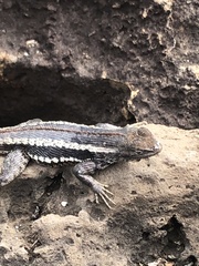 Microlophus bivittatus