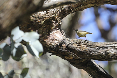 Acanthiza reguloides