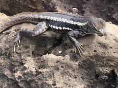 Microlophus bivittatus