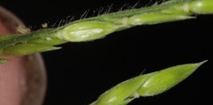 Eriochloa