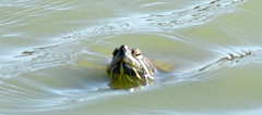 Trachemys scripta elegans