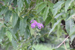 Lagerstroemia